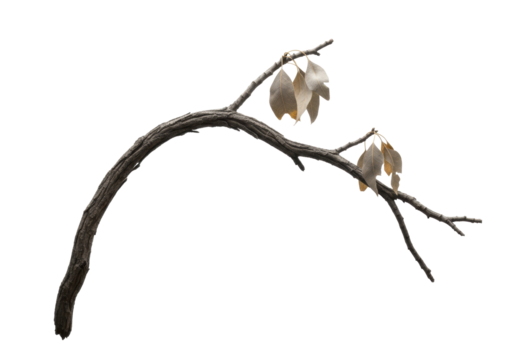 Elegant arced desert ironwood branch, gnarled texture, dried taupe leaves, stark silhouette on a transparent studio background. Concept of natural endurance and minimalist beauty - Powered by Adobe