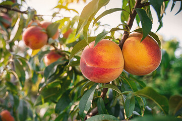 Peaches variety 