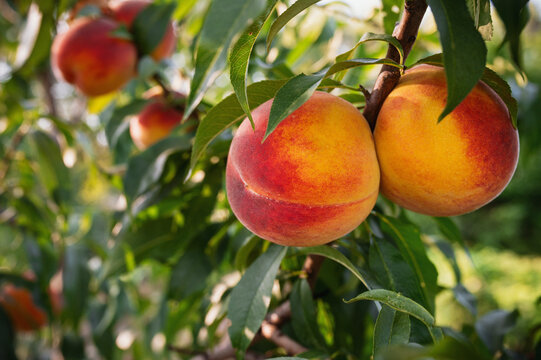Peaches variety "Red sky" on a branch in the garden sunny day close-up harvest in August