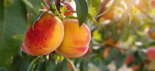 Peaches variety 