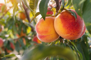 Peaches variety 