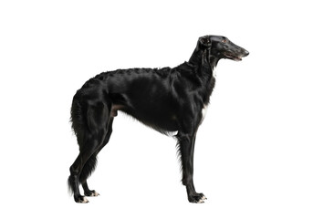 Fototapeta premium Adult Borzoi dog with sleek midnight black fur, standing calmly in full-body profile against a transparent studio background with copy space, concept of canine elegance and nobility