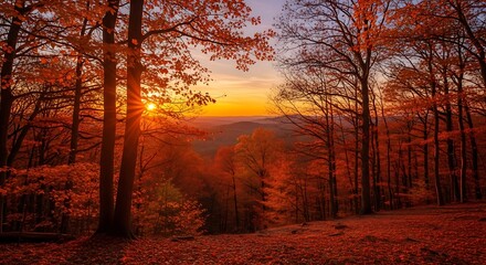 Fototapeta premium Autumn Sunset in the Forest.