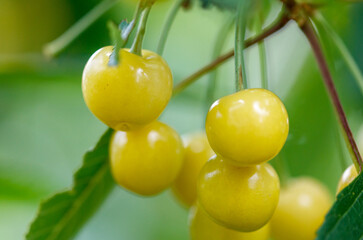 A bunch of yellow cherries hanging from a tree