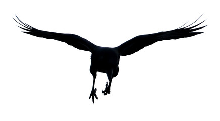 A black bird with its wings spread out in the air