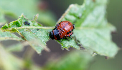 Colorado potato beetle eats leaves. Macro