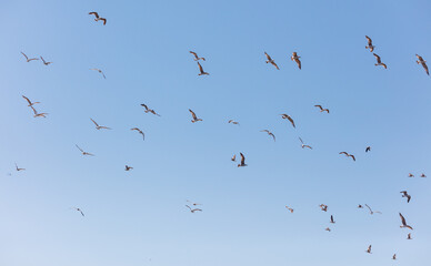 A flock of birds flying in the sky