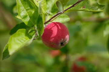 A red apple is hanging from a tree