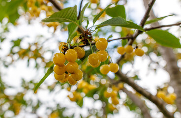 A tree with yellow fruit hanging from it