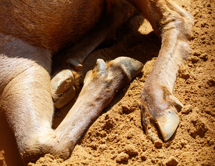 Naklejka premium Giraffe laying on the ground with its feet in the sand