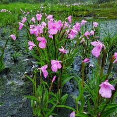 flower, garden, flowers, plant, pink, nature, tulip, bloom, summer, blossom, beauty, purple