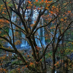 tree, autumn, fall, nature, leaves, sky, forest, leaf