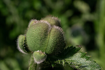 Poppy bud in the field close-up. Large green poppy flower bud.