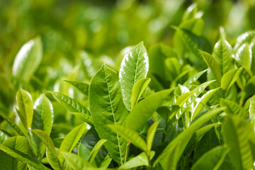 A lush green field of leaves with a bright green color
