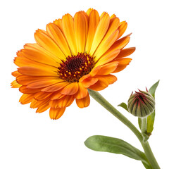 Vibrant yellow pot marigold calendula bloom isolated on a transparent background png