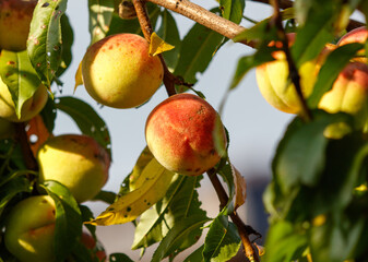 A bunch of peaches hanging from a tree
