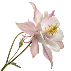 Fototapeta premium Purple aquilegia columbine flower isolated on a transparent background png