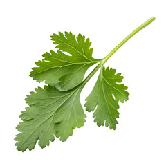 Fresh green coriander leaf isolated on a transparent background png