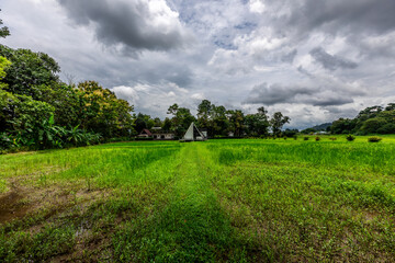 Background of green rice fields in rural Chiang Rai, northern Thailand, with banana trees planted around by farmers.