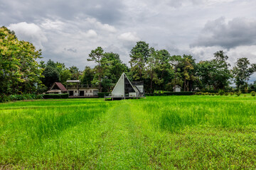 Background of green rice fields in rural Chiang Rai, northern Thailand, with banana trees planted around by farmers.