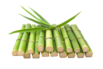 Fresh green bamboo stalks with aloe vera leaves isolated on transparent background. Natural bamboo mat featuring vertical bamboo sticks isolated on white background.