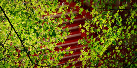 Close up of branch of maple leaves 