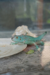 Colorful lizard on a plate