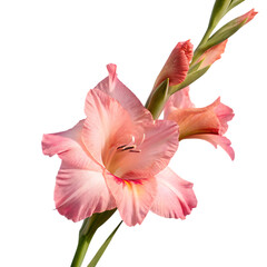 Obraz premium A beautiful pink gladiolus flower blossom isolated on a transparent background png