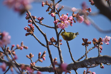 Early-blooming cherry blossoms with blue sky in early spring / 開花の始まった早咲きの河津桜(野鳥と青空バック)