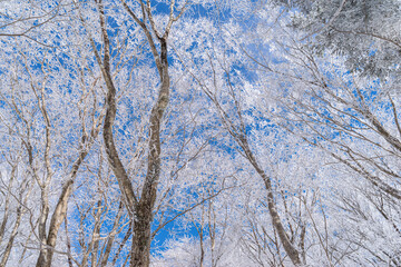Fototapeta premium 見上げると美しい霧氷と青空