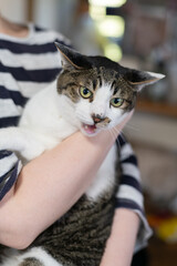 可愛い猫を抱きしめる　キジ白猫