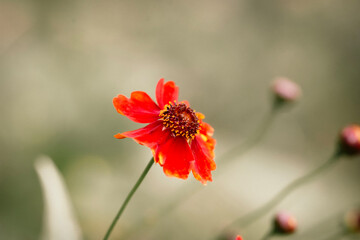Red wildflowers on a blurry light background