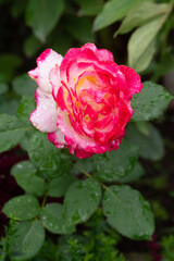 A red rose on a blurred light background