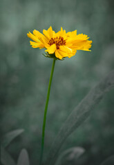 Yellow flower on a blurry light background