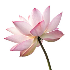 Fototapeta premium Pristine pink water lily lotus flower closeup isolated on a transparent background png