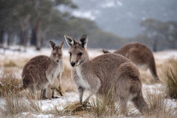 Fototapeta premium A group of kangaroos stands in a snowy landscape. The kangaroos are brown with gray tones, surrounded by grass and trees in the background.