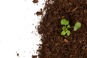 plant in soil right border top view isolated on white or transparent png