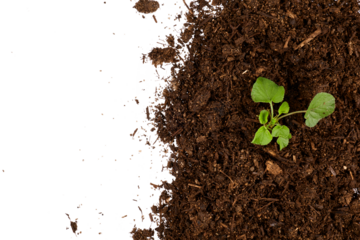 plant in soil right border top view isolated on white or transparent png