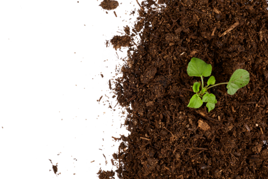 plant in soil right border top view isolated on white or transparent png