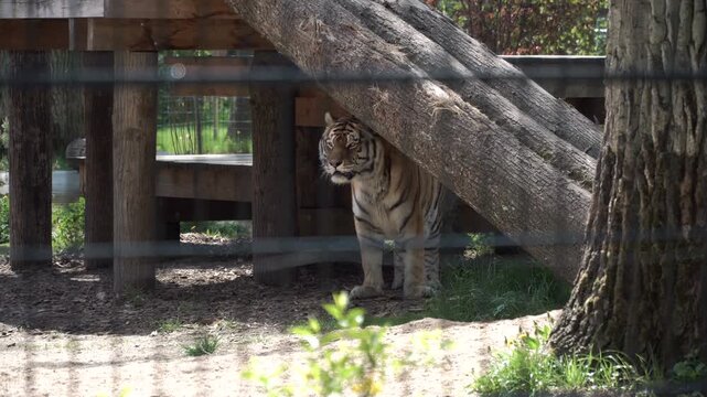 Striped adult tiger strolls in its enclosure at zoo. Tiger walks along  fence, hiding in shadows. Large, ferocious, and formidable predator. Tigers attack from behind, so don't turn your back on them.