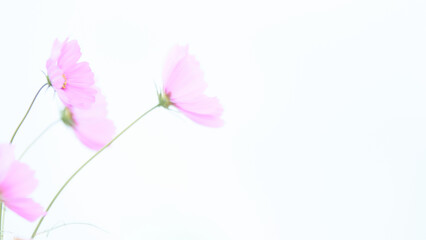 ハイキー調ソフトフォーカス白背景のピンク色のコスモスの花アップ