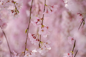Lovely weeping cherry blossoms