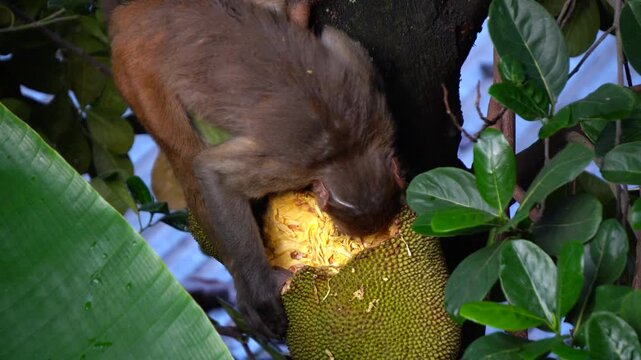 Monkey eating jackfruit in Guwahati Assam 3