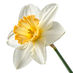 Beautiful yellow narcissus blossom a spring daffodil isolated on a transparent background png © woopics