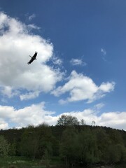 vogel himmel flug adler