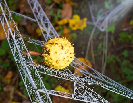 Yellow seed on frosty web