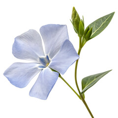 Fototapeta premium Small purple vinca or periwinkle garden flower isolated on a transparent background png