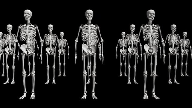 Skelton line up loop animation