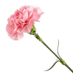 Delicate pink carnation flower with ruffled petals isolated on a transparent background png