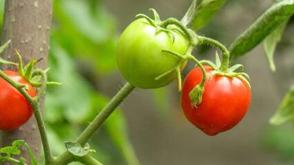 Ripe red and green organic tomatoes on a branch, showing the beautiful ripening process.